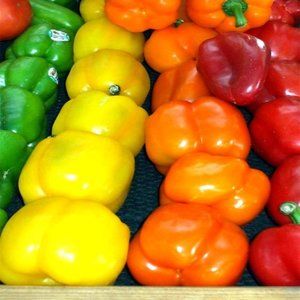 BELL-PEPPERS ~ 8" X 10" photo
